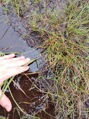 Carex echinata, photograph 2
