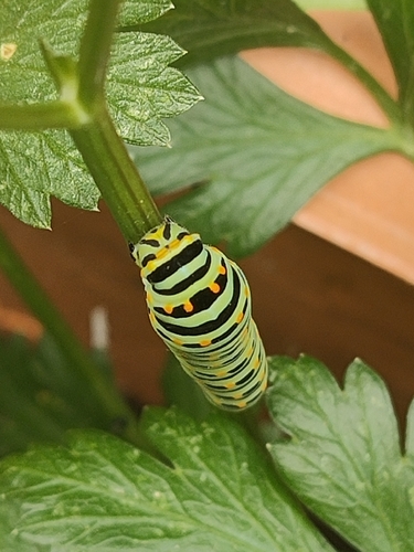 Old World Swallowtail