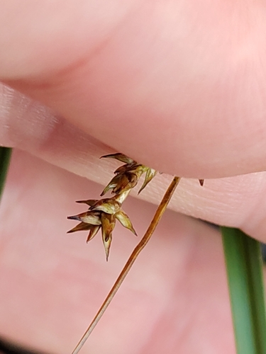 Carex echinata, photograph 3
