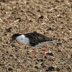 Calidris pugnax