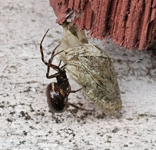 Rabbit Hutch Spider