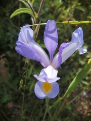Iris xiphium