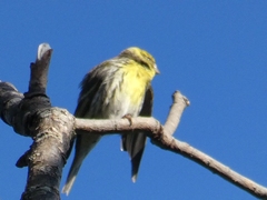 Serinus serinus