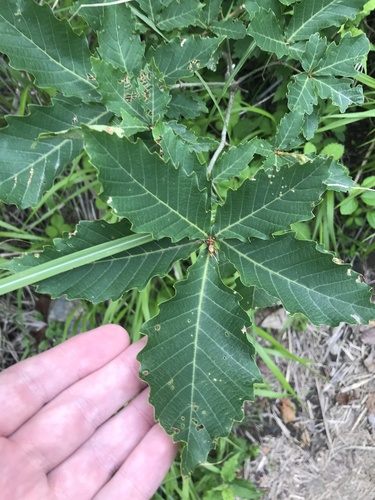 Quercus mongolica, photograph 4