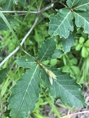 Quercus mongolica, photograph author not stated, no rights reserved