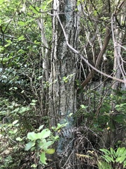 Quercus mongolica, photograph author not stated, no rights reserved