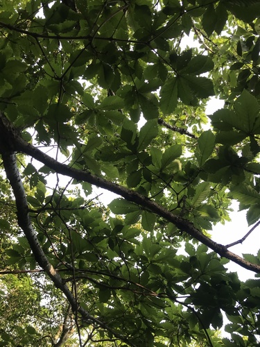 Quercus mongolica, photograph 5