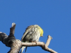 Serinus serinus