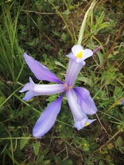 Iris xiphium