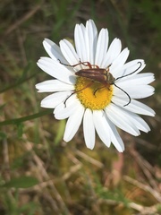 Typocerus velutinus
