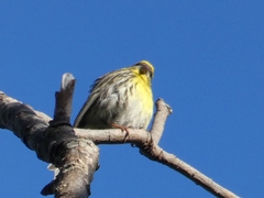 Serinus serinus