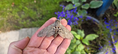 Convolvulus Hawkmoth
