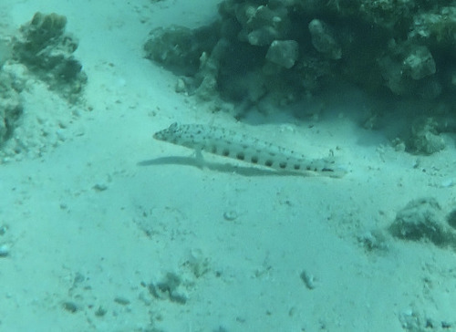 Parapercis clathrata observed 2026-09-09
