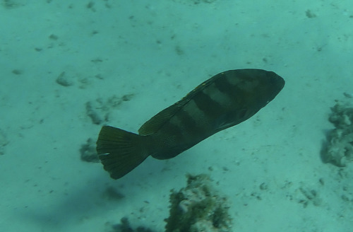 Epinephelus rivulatus observed 2026-09-09
