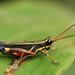 Traulia sanguinipes - Photo (c) Jiri Hodecek, algunos derechos reservados (CC BY-NC), subido por Jiri Hodecek