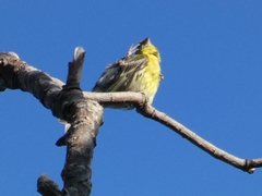 Serinus serinus