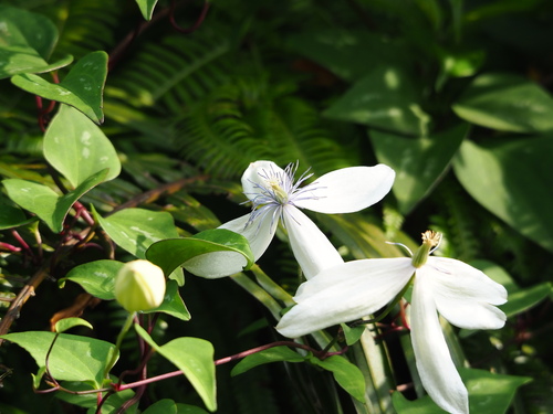 Clematis akoensis, photograph 4