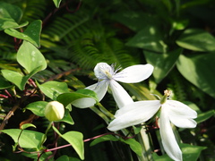 Clematis akoensis, photograph 葉子, CC0, iNaturalist via GBIF