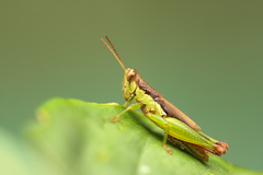 Pseudoxya