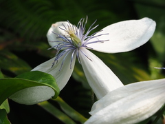Clematis akoensis, photograph 葉子, CC0, iNaturalist via GBIF