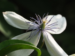 Clematis akoensis, photograph 葉子, CC0, iNaturalist via GBIF