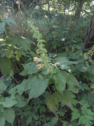 Sticky Sage
