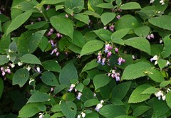 Strobilanthes heyneana