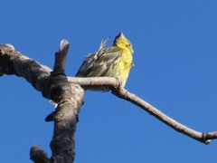Serinus serinus
