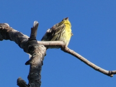 Serinus serinus