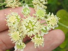 Hymenopappus