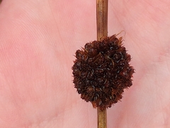 Juncus conglomeratus, photograph author not stated, no rights reserved