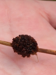 Juncus conglomeratus, photograph author not stated, no rights reserved