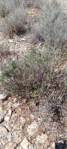 Spanish Oregano