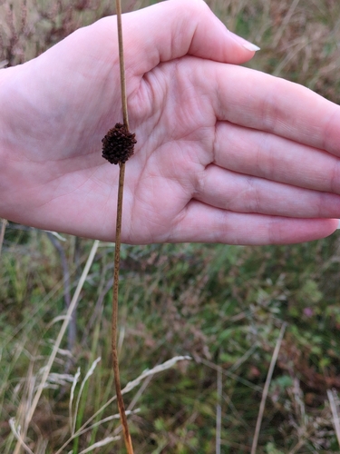 Juncus conglomeratus, photograph 3
