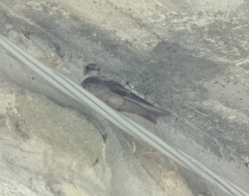 Eurasian Crag-Martin