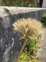 Tragopogon porrifolius
