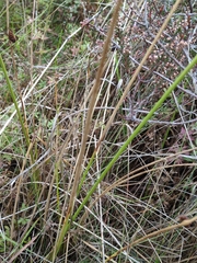 Juncus conglomeratus, photograph author not stated, no rights reserved