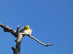 Serinus serinus