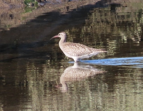 iNaturalist image