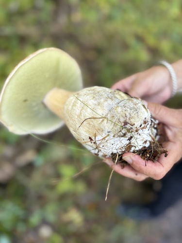 King Bolete