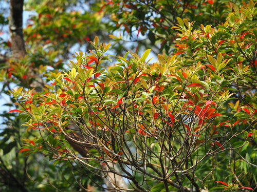 Elaeocarpus decipiens