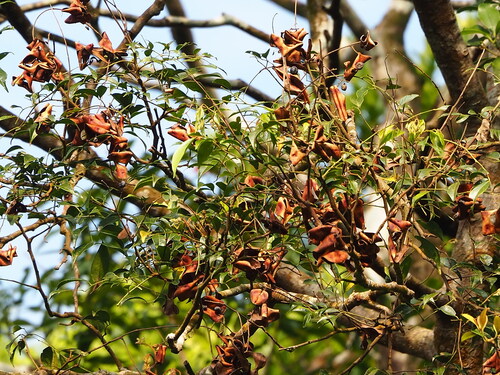 Archidendron lucidum, photograph 2