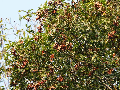 Archidendron lucidum, photograph 1