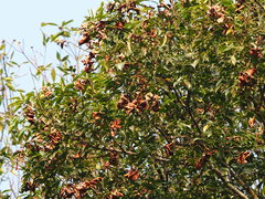 Archidendron lucidum, photograph author not stated, no rights reserved