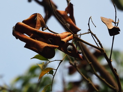 Archidendron lucidum