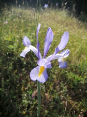 Iris xiphium
