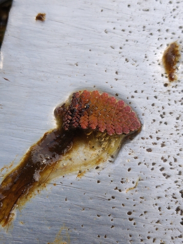 Azolla pinnata, photograph 5