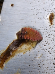 Azolla pinnata, photograph (c) Liam southwell, some rights reserved (CC BY)