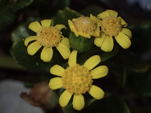 Senecio maritimus, photograph 1