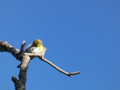 Serinus serinus